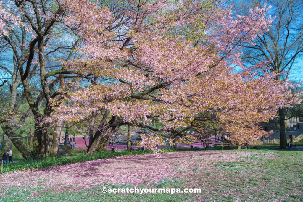 cherry blossoms in Central Park - things to do in NYC in spring