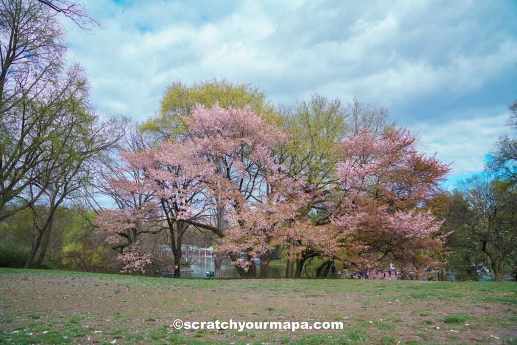 cherry blossoms in New York City