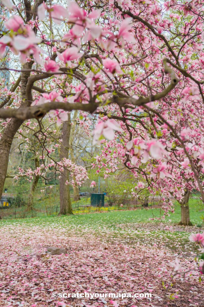 cherry blossoms in Central Park during Spring in New York City