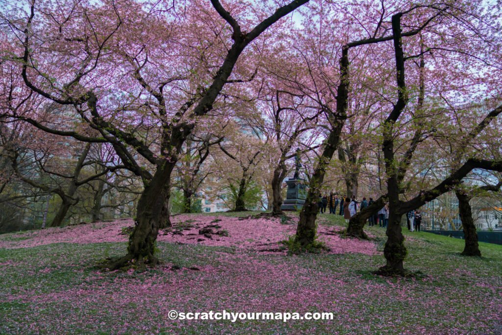 Cherry blossoms in New York