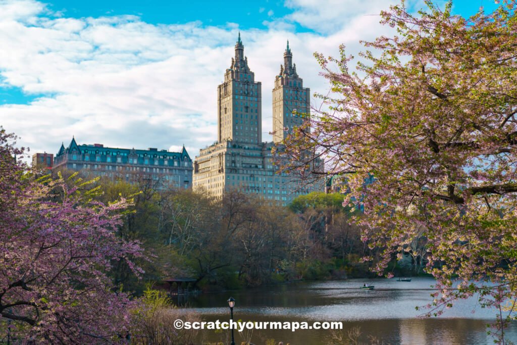 cherry blossoms in New York City