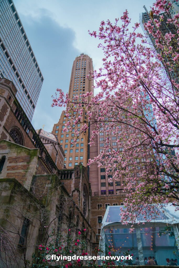 Cherry blossoms during Spring in new York