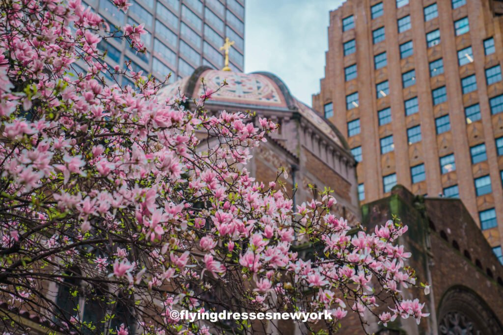 cherry blossoms in NYC