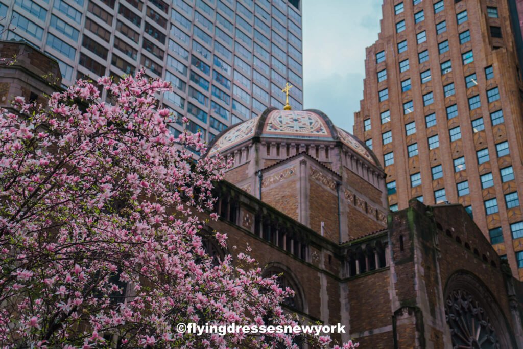 cherry blossoms in NYC