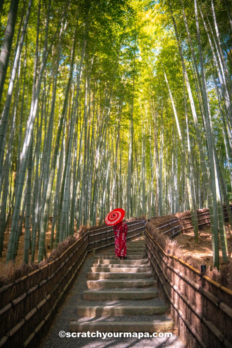 bamboo forest in Arashiyama, Kyoto