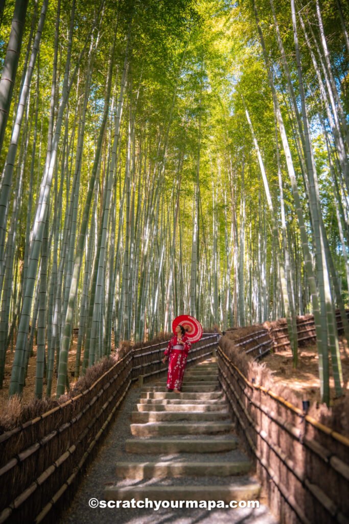 Bamboo forest - planning a trip to Japan