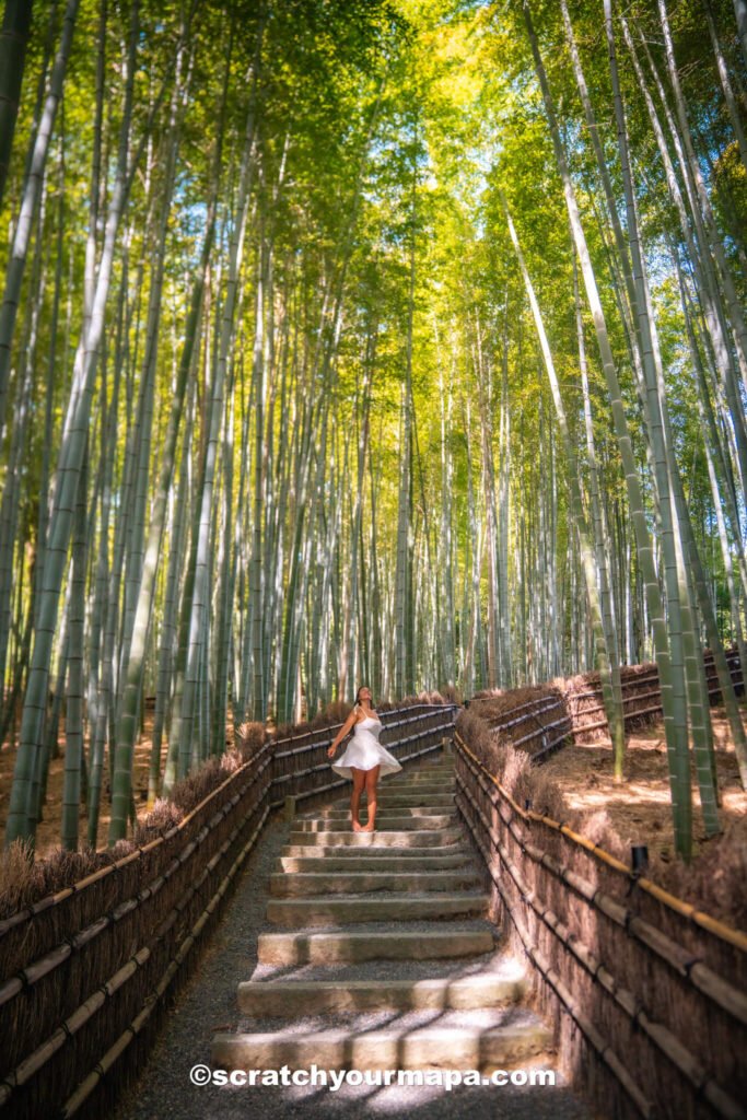 bamboo forest in kyoto