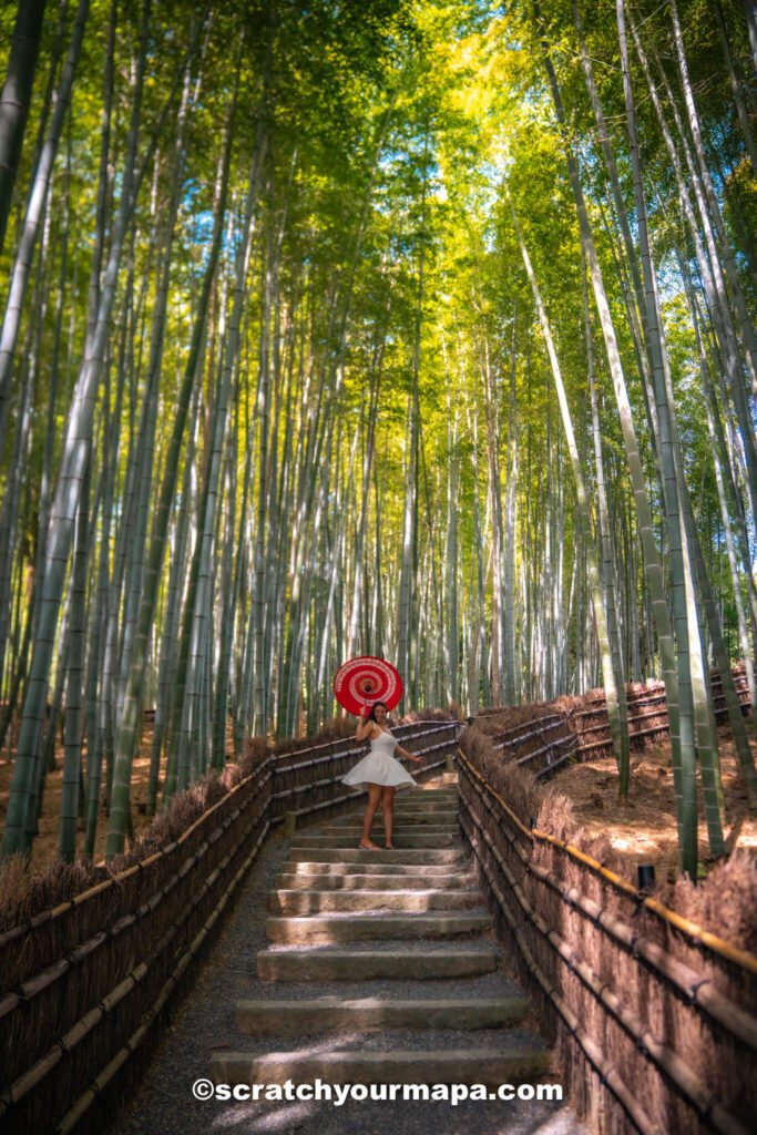 bamboo forest in Kyoto, Japan