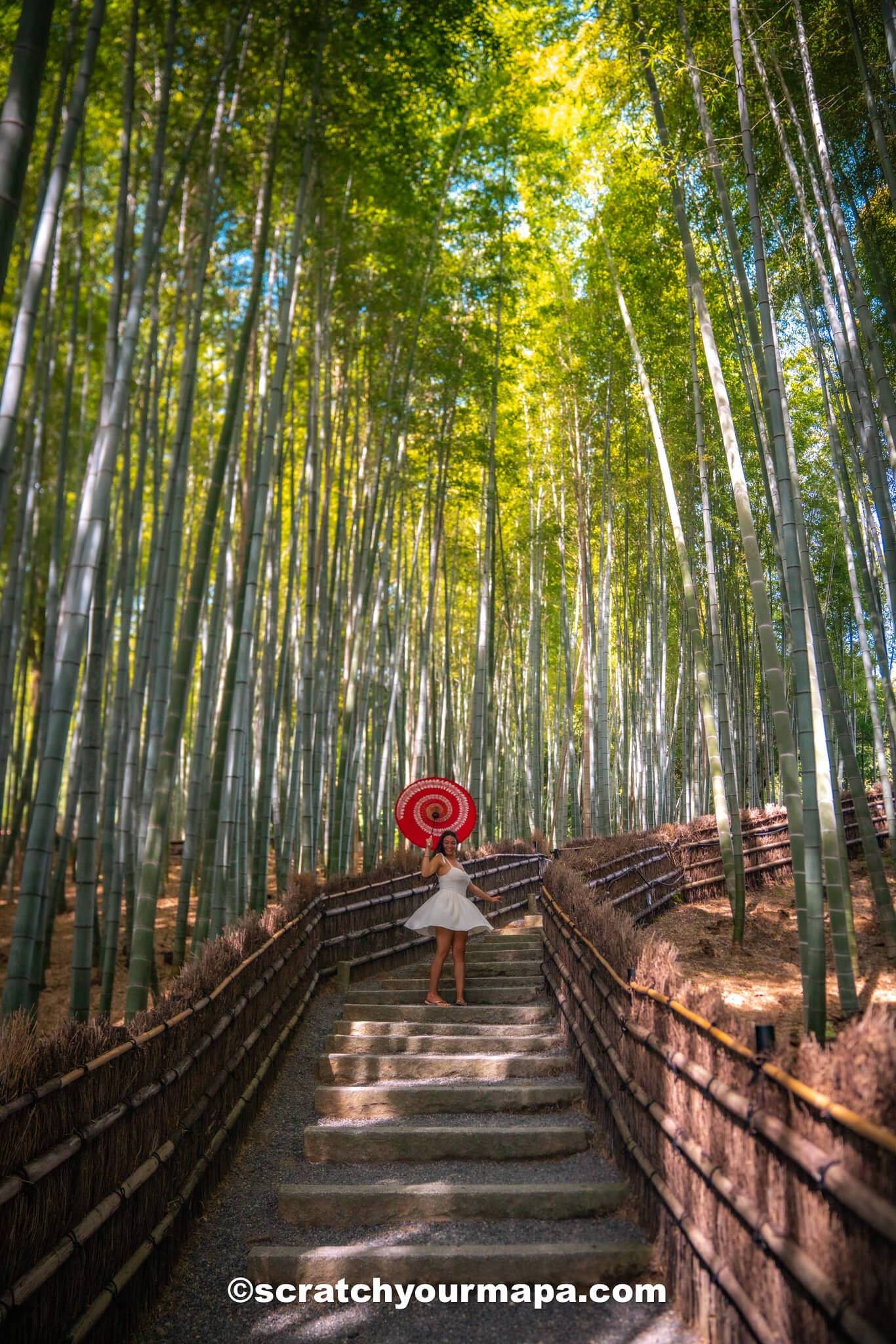 bamboo forest in Kyoto, Japan