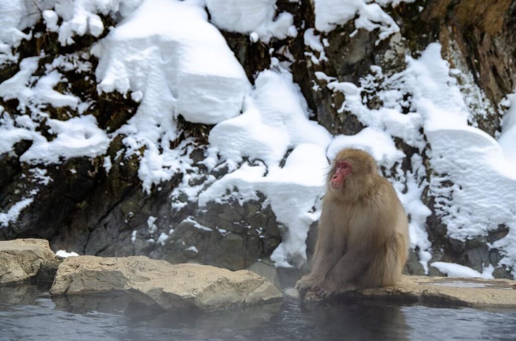 snow monkeys in Japan - best time to visit Japan
