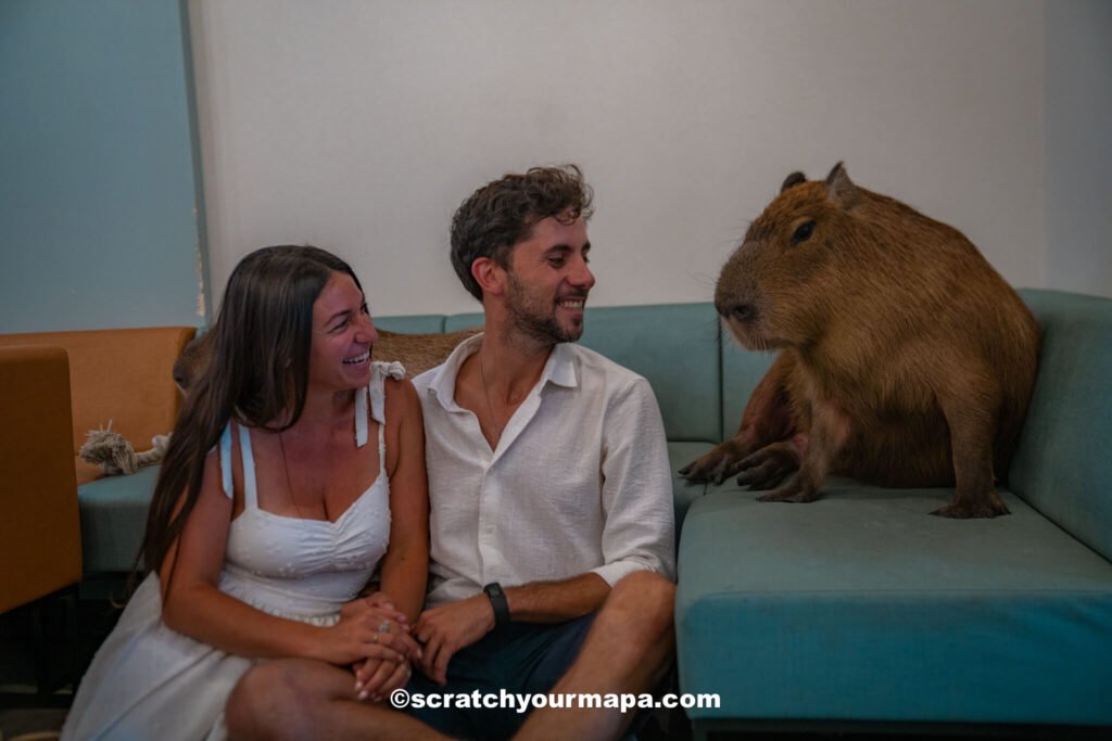 Capybara cafe in Tokyo