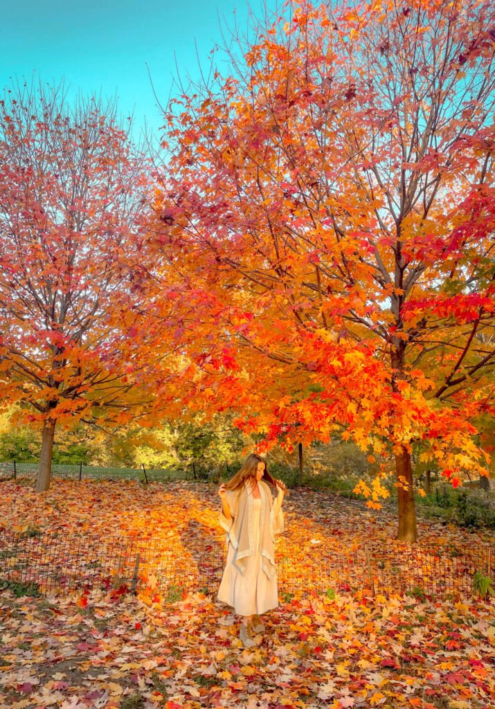 fall foliage in Central Park
