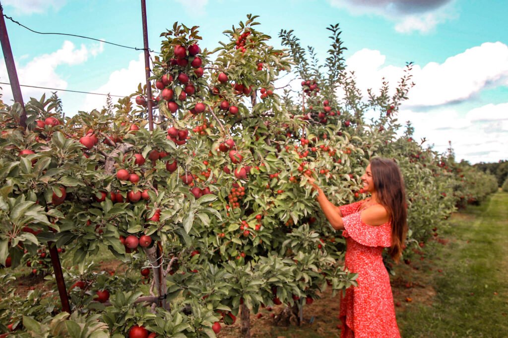 apple picking in New York
