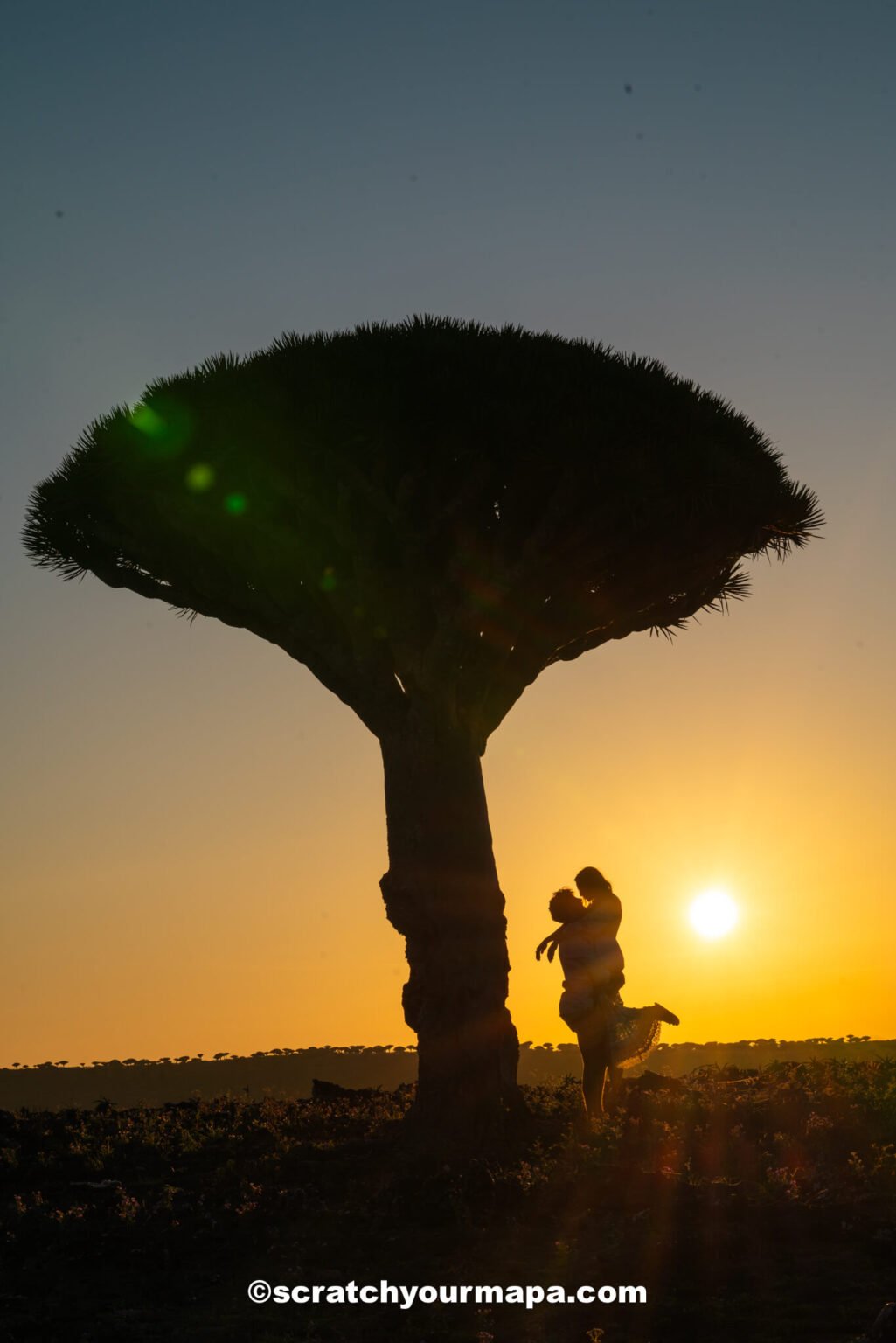 Dragon Blood Tree in Socotra for sunrise