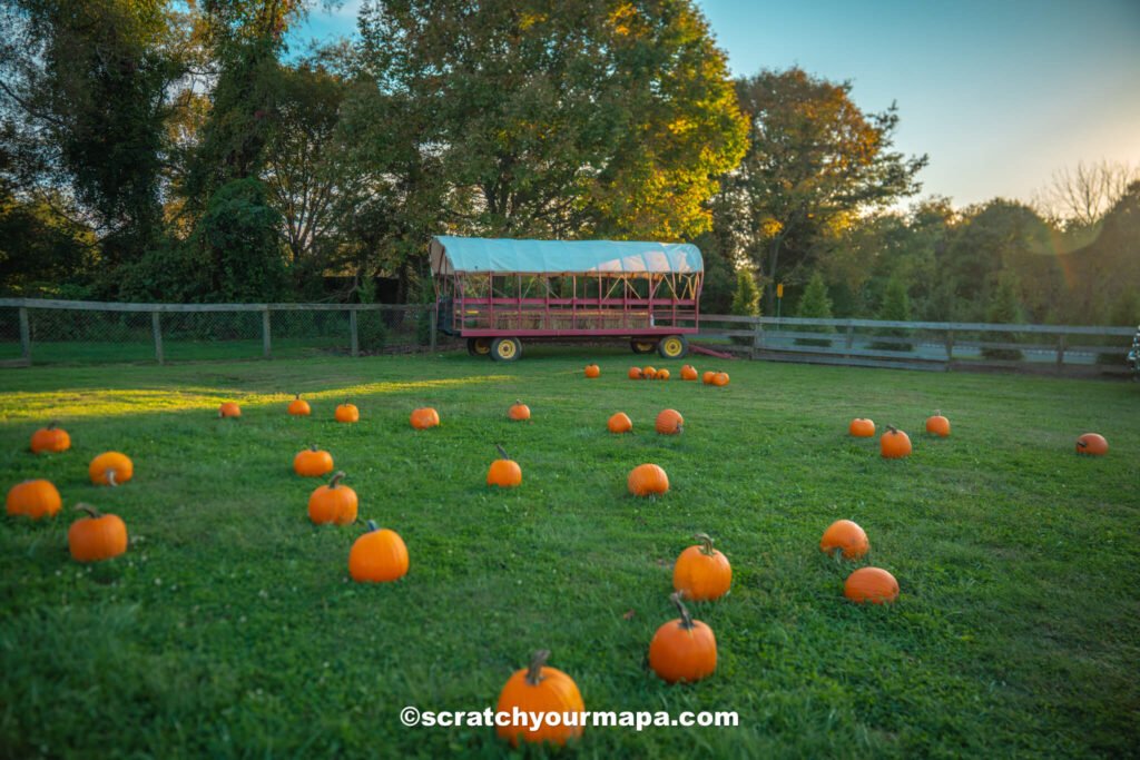 pumpkin picking in New Jersey