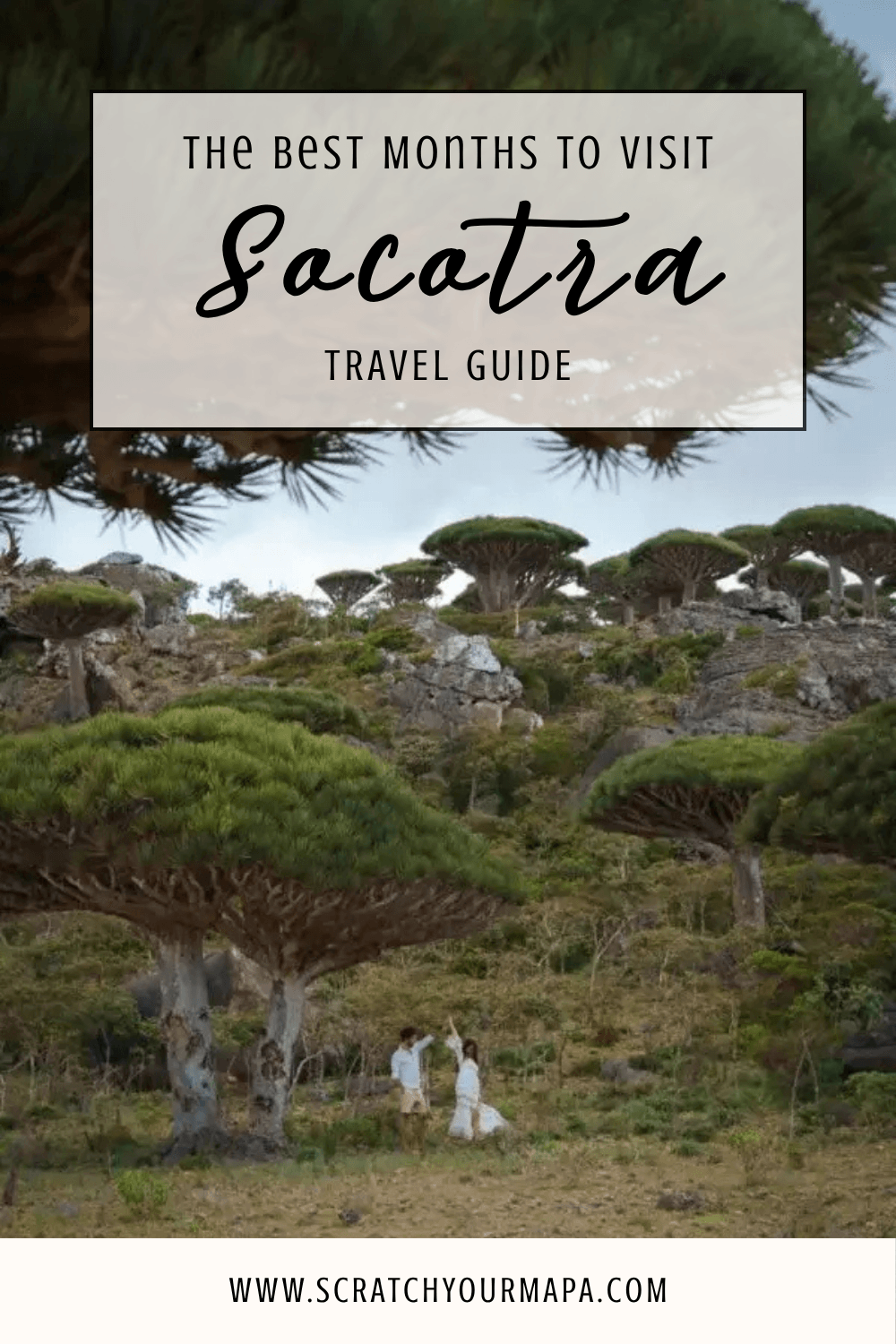 The Best Time to Visit Socotra Pin