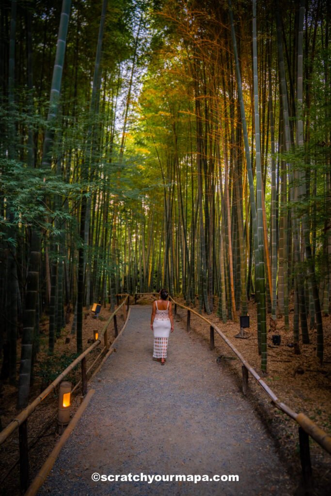 bamboo grover in Kyoto