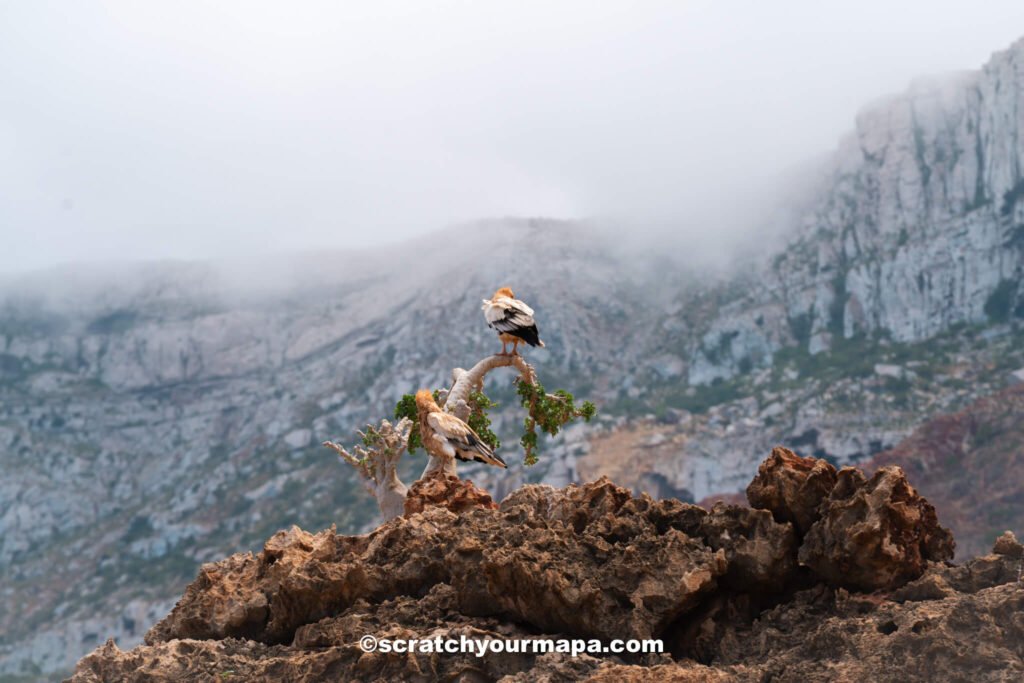 wildlife in Socotra